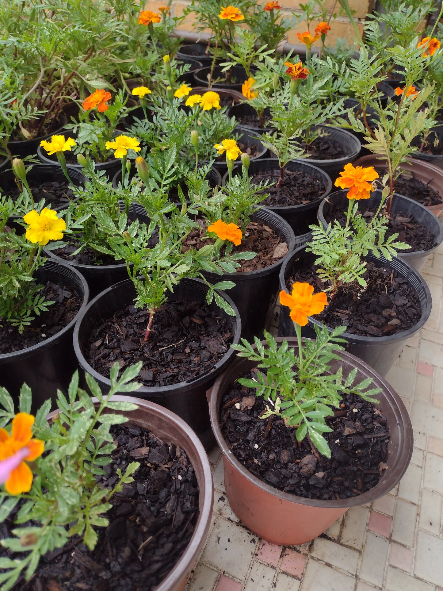 Marigold, French- Petite Harmony'  Tagetes patula