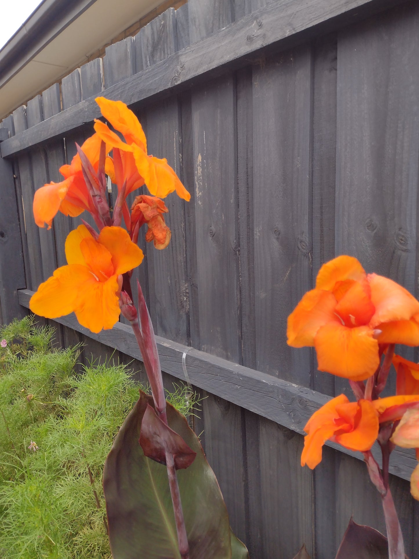 Canna Wyoming (Canna Indica) orange flowers