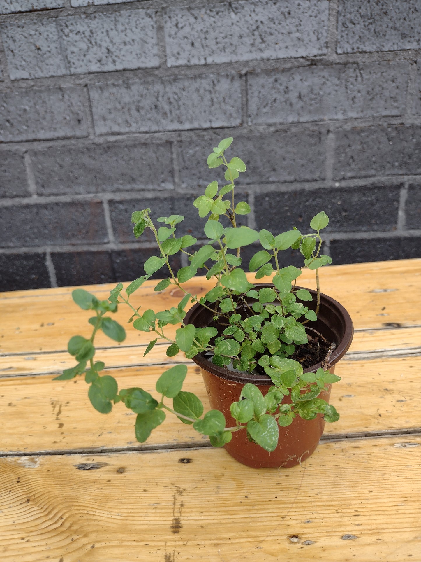 Oregano herbal plant