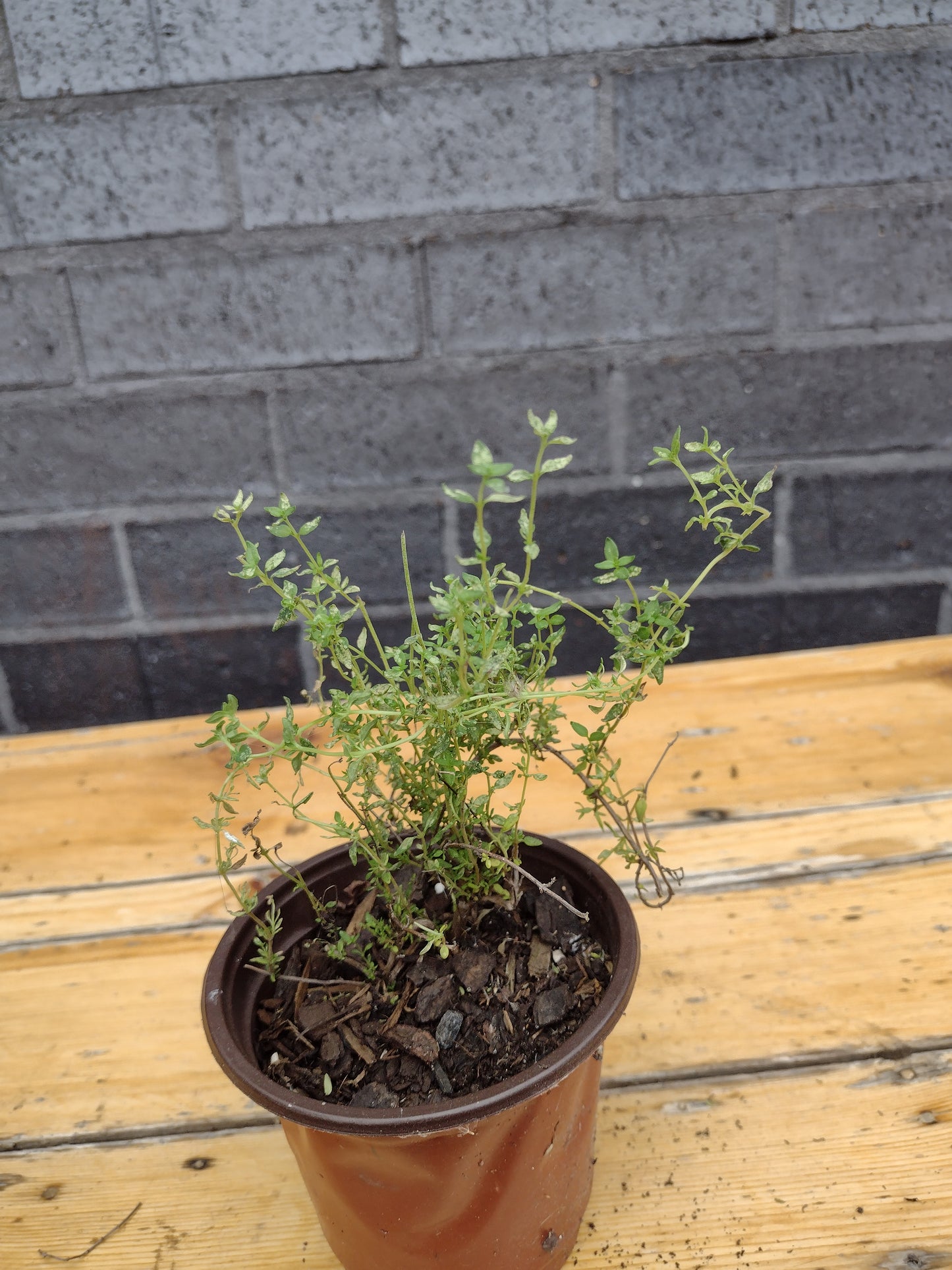 Thyme