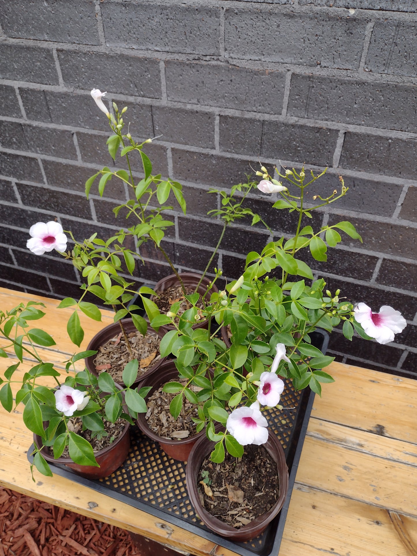 Pandorea jasminoides plant