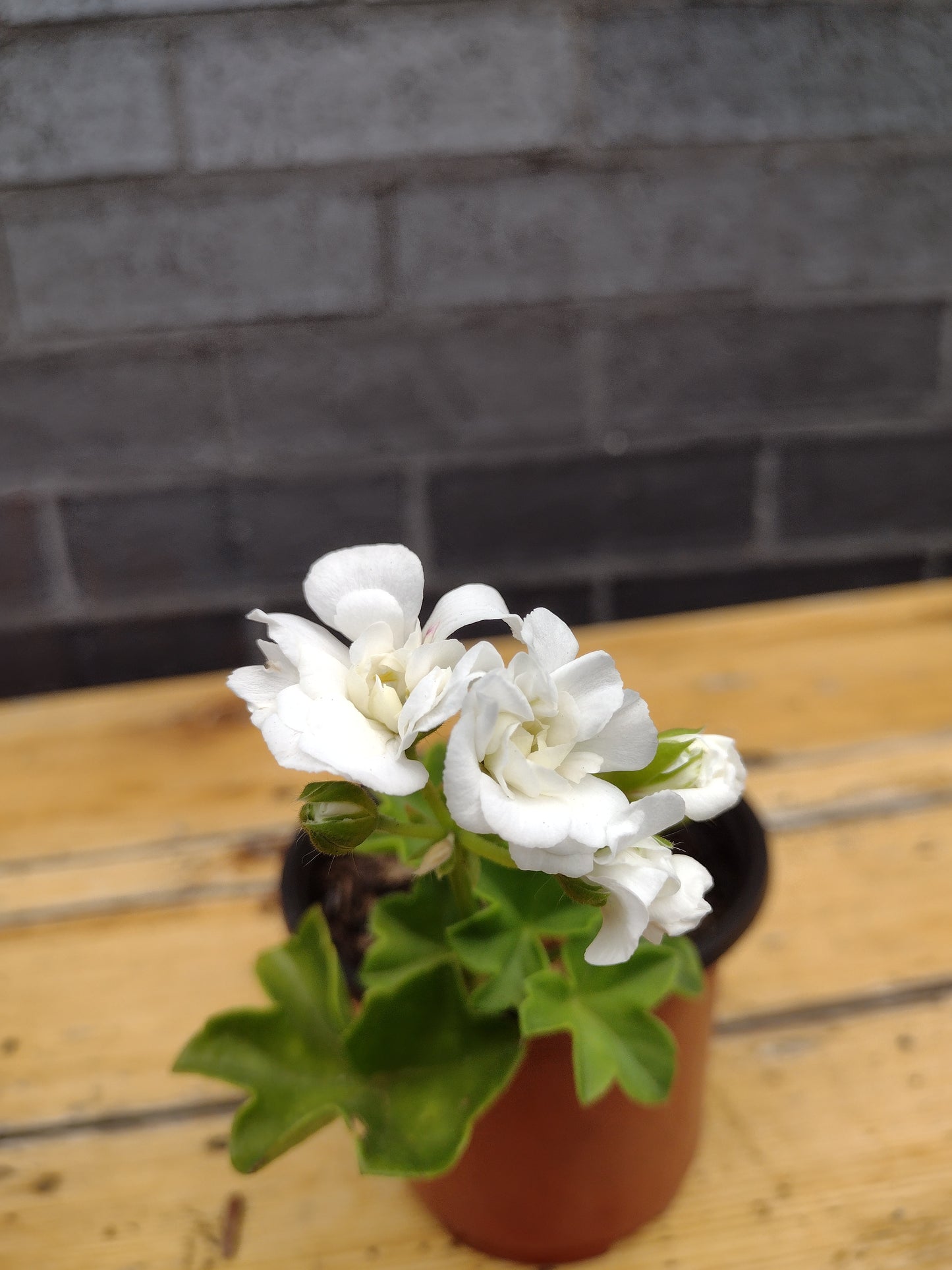 Geranium climbing IDW3245