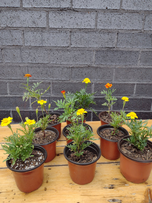 Marigold, French- Petite Harmony'  Tagetes patula