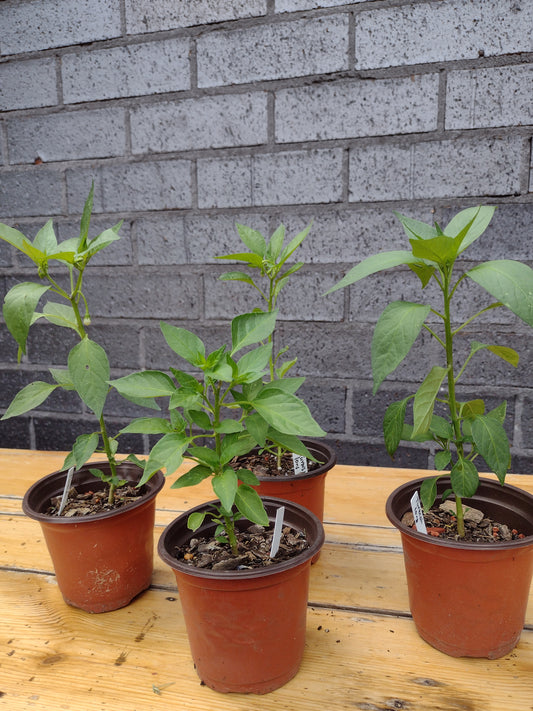 Turkish heirloom chilli pepper plant