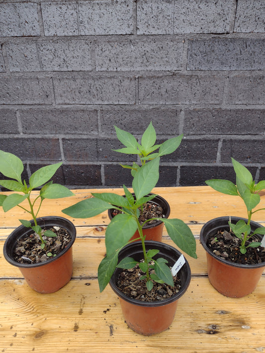 Bird's eye chilli pepper plant