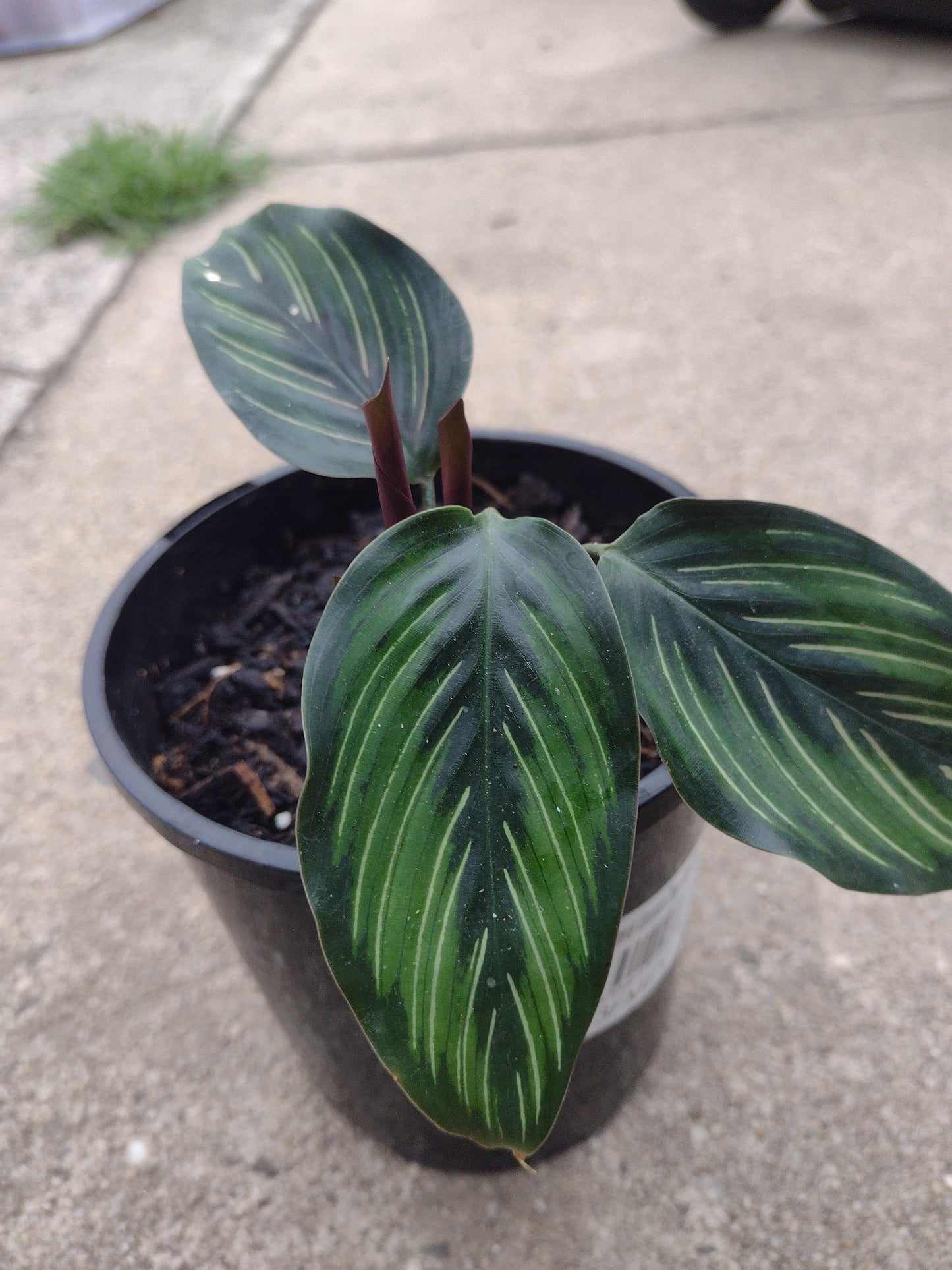 Calathea ornata Indoor plant