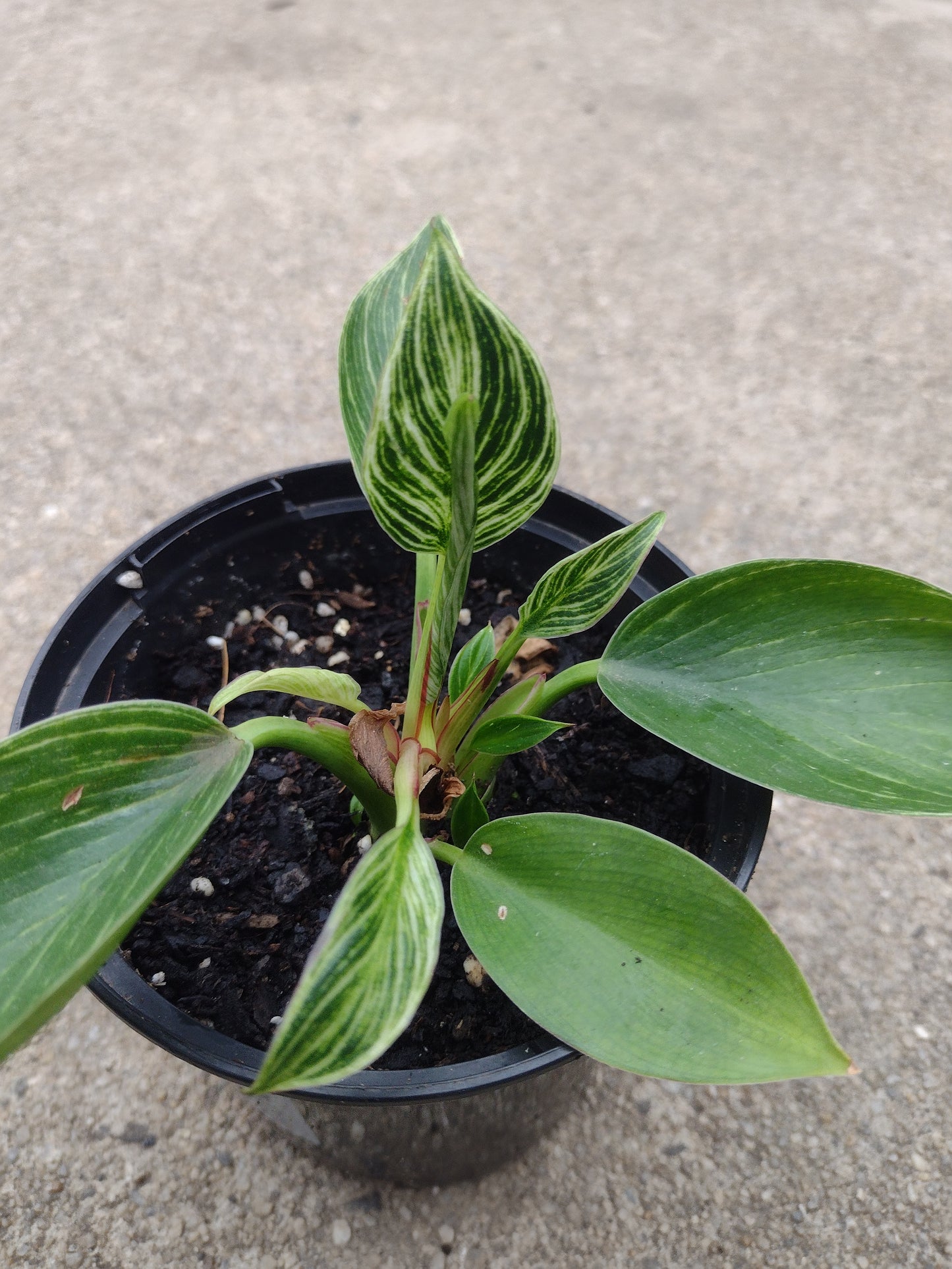 Philodendron Birkin Indoor plant 120mm