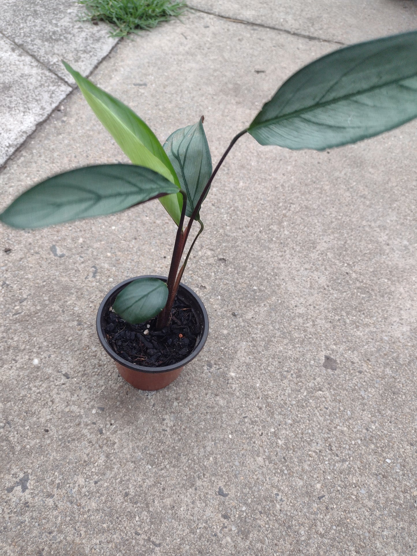 Ctenanthe setosa grey