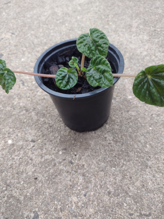 Peperomia Lilian Indoor plant