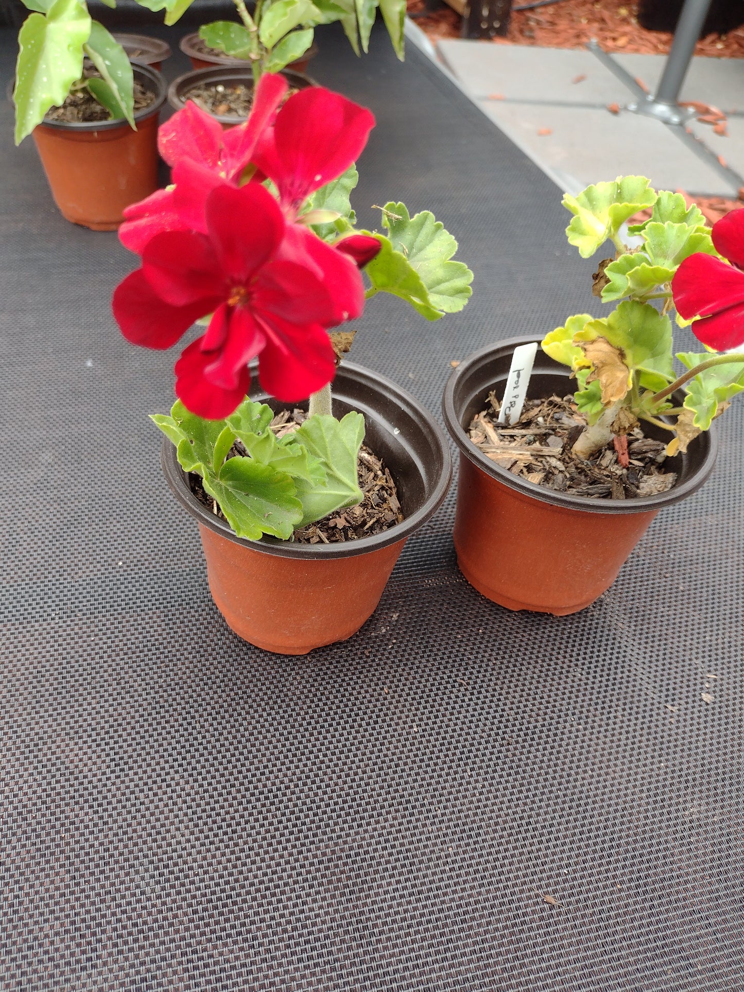 Geranium BDR1302