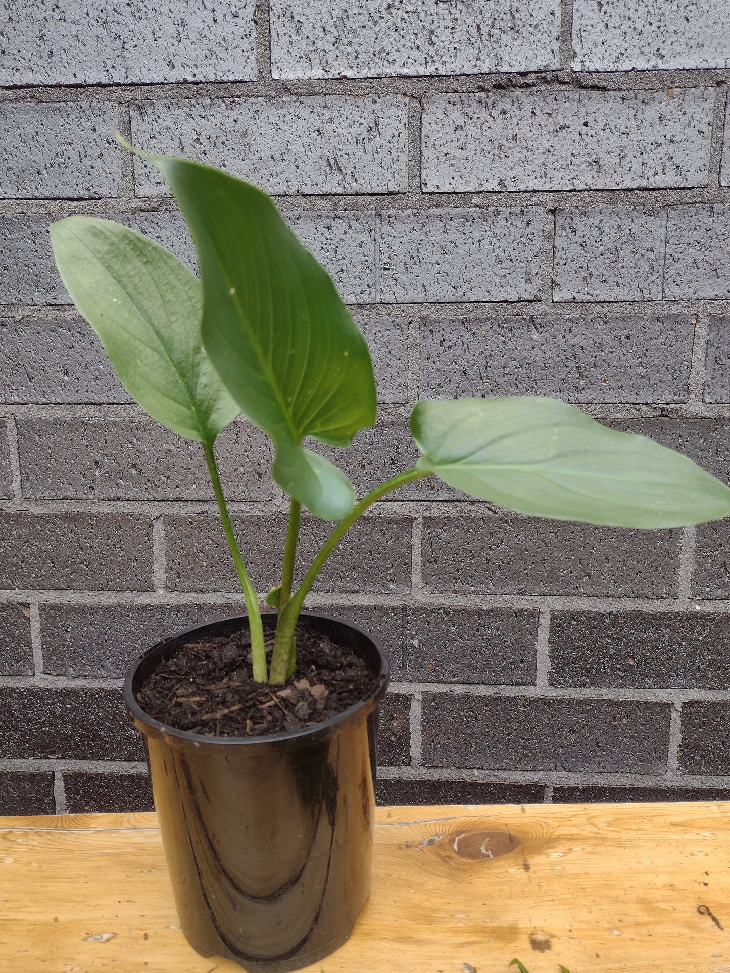 Calla / Arum lily plant - White flower