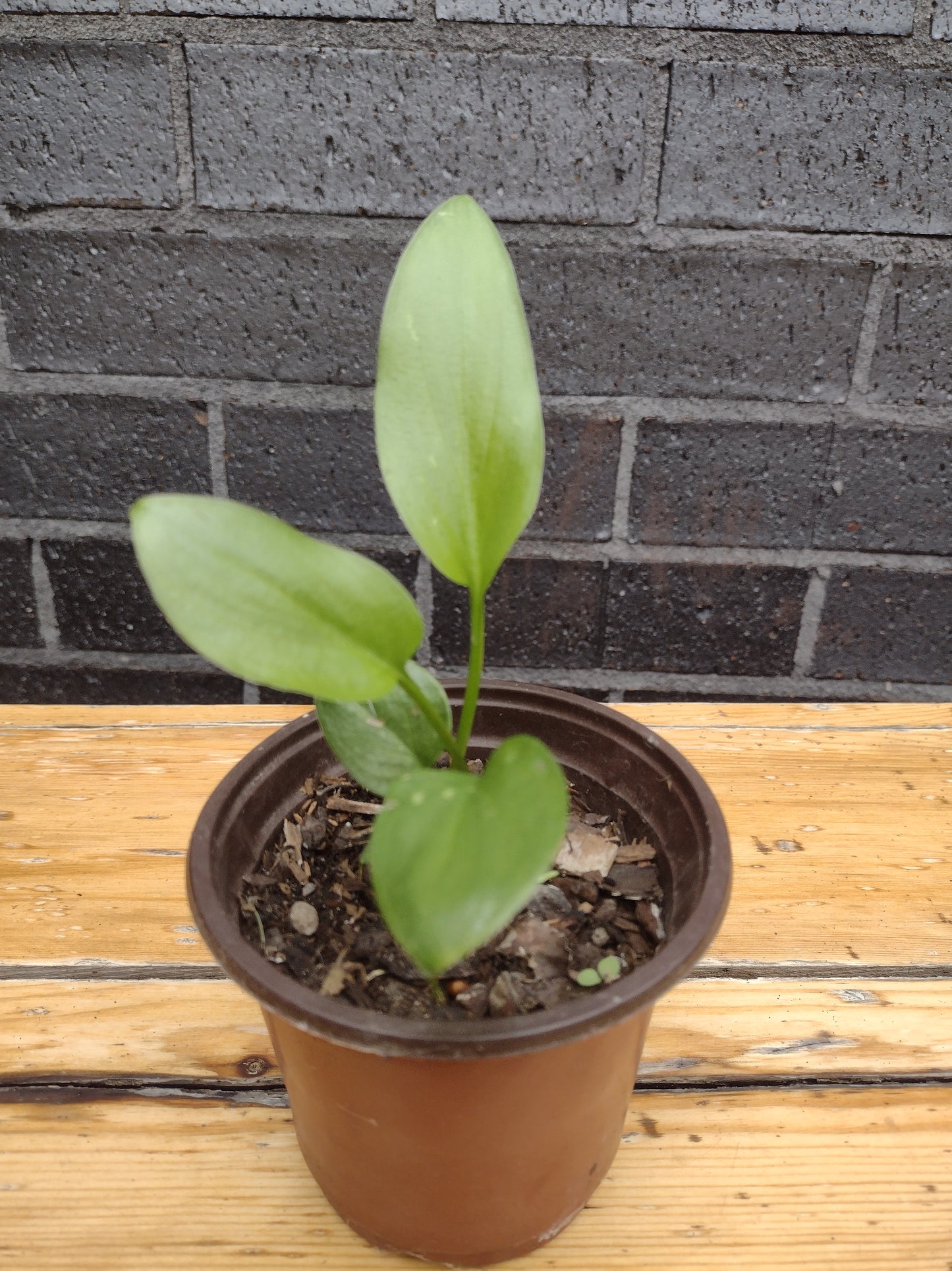 Calla / Arum lily plant - White flower