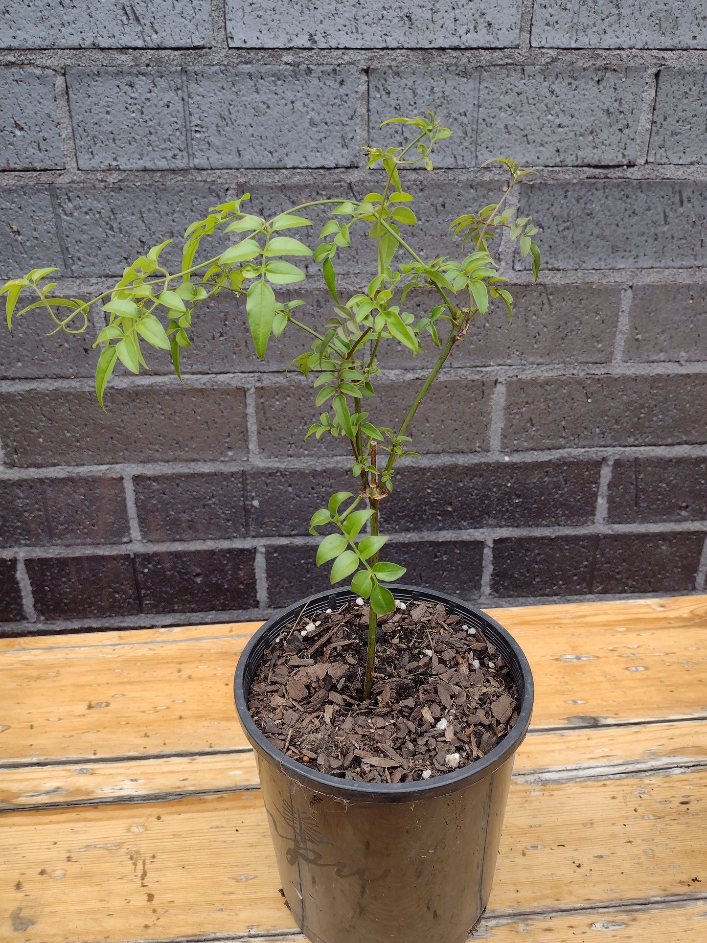 Jasminum polyanthum - Fragrant Jasmine 140mm