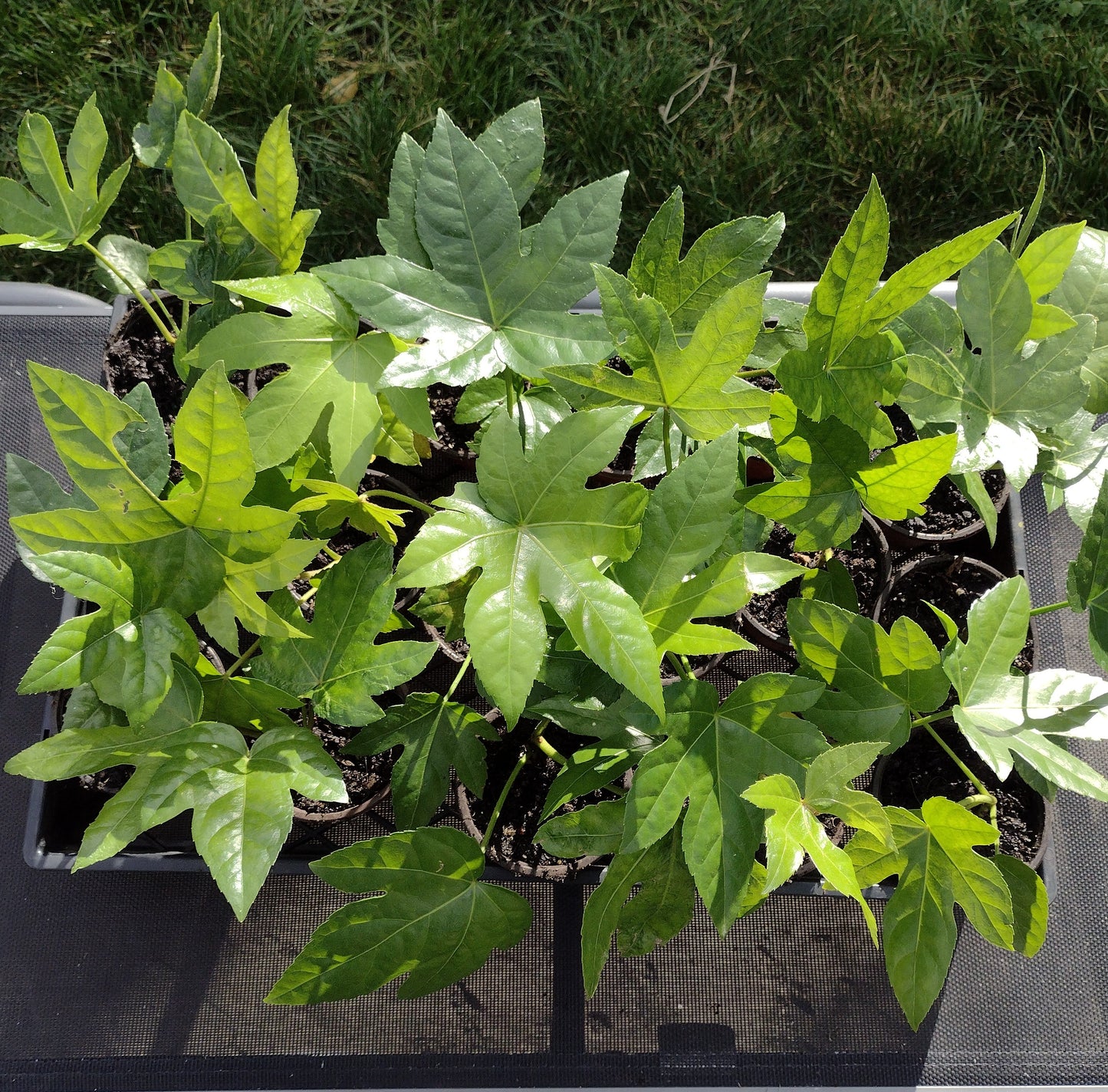 Japanese Aralia / Fatsia Japonica