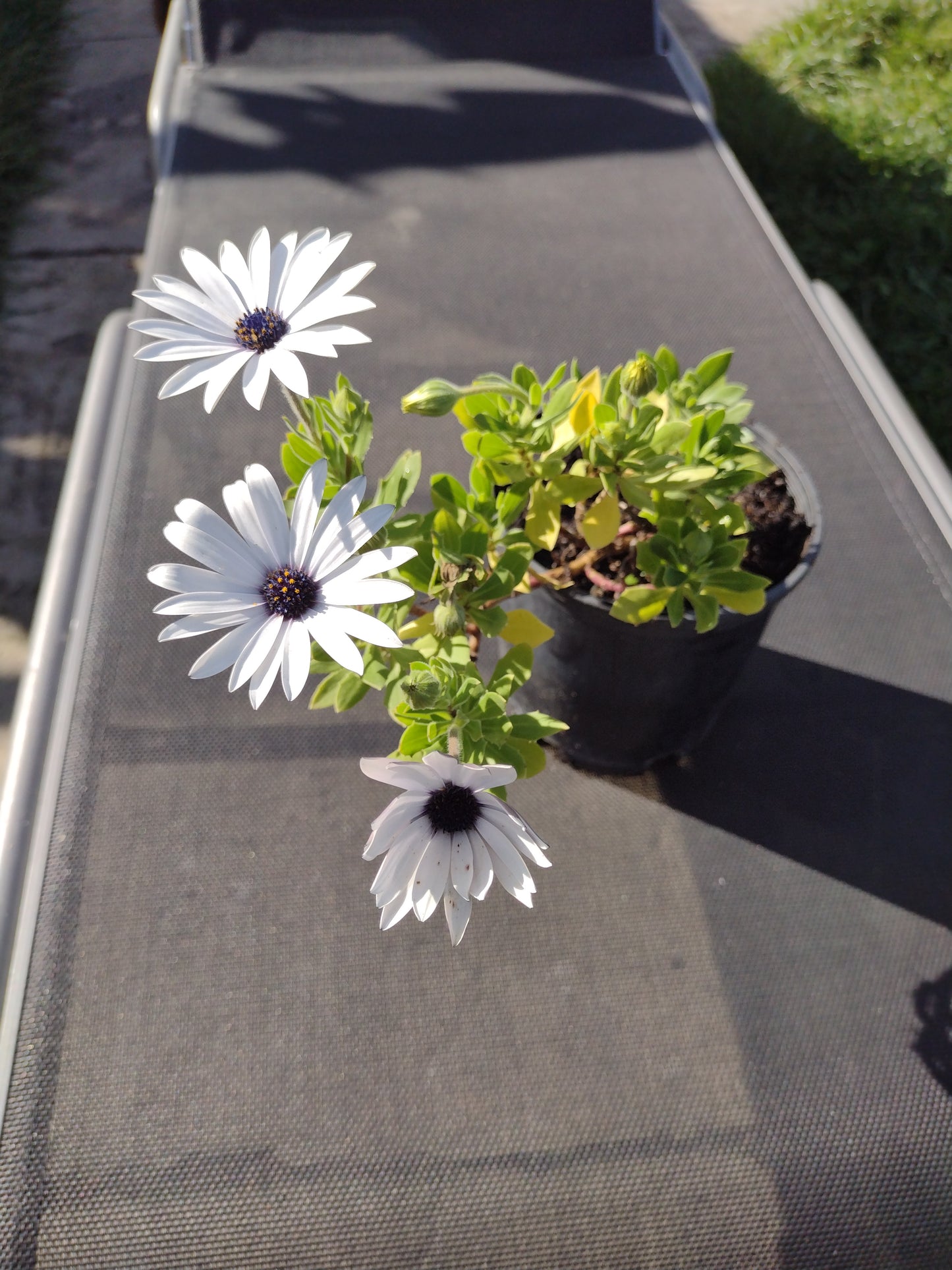 Osteospermum African Daisy blue eyed White flower Plant