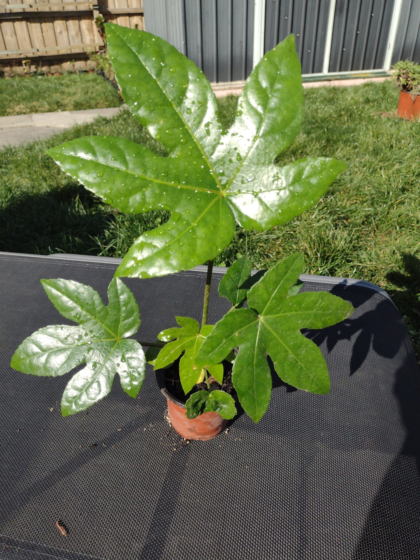 Japanese Aralia / Fatsia Japonica