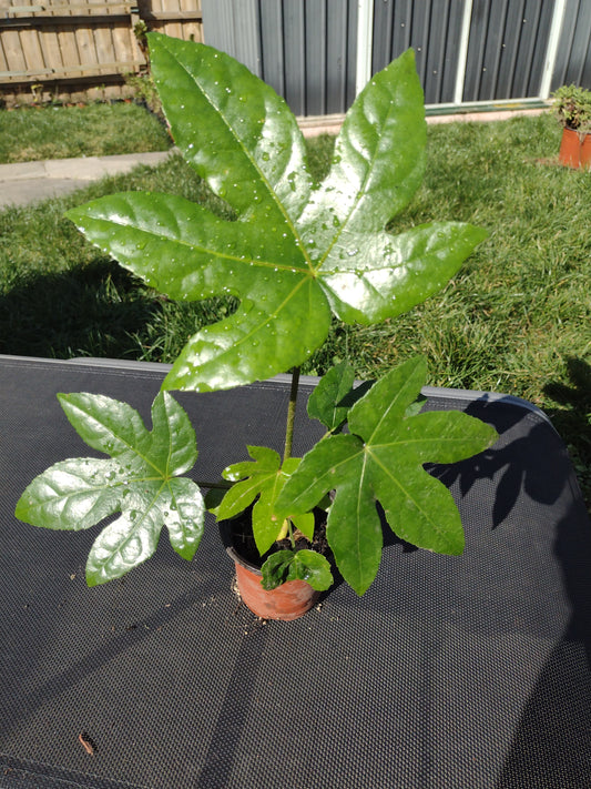 Japanese Aralia / Fatsia Japonica