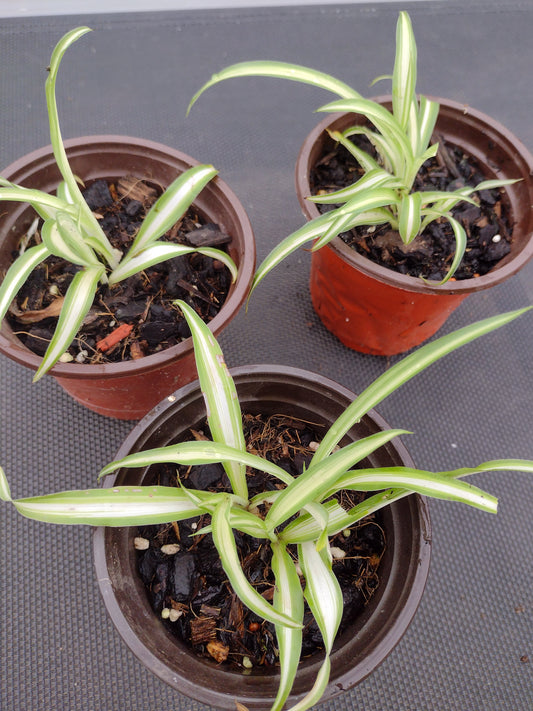 Spider plant Varigated - Indoor/Shade plant