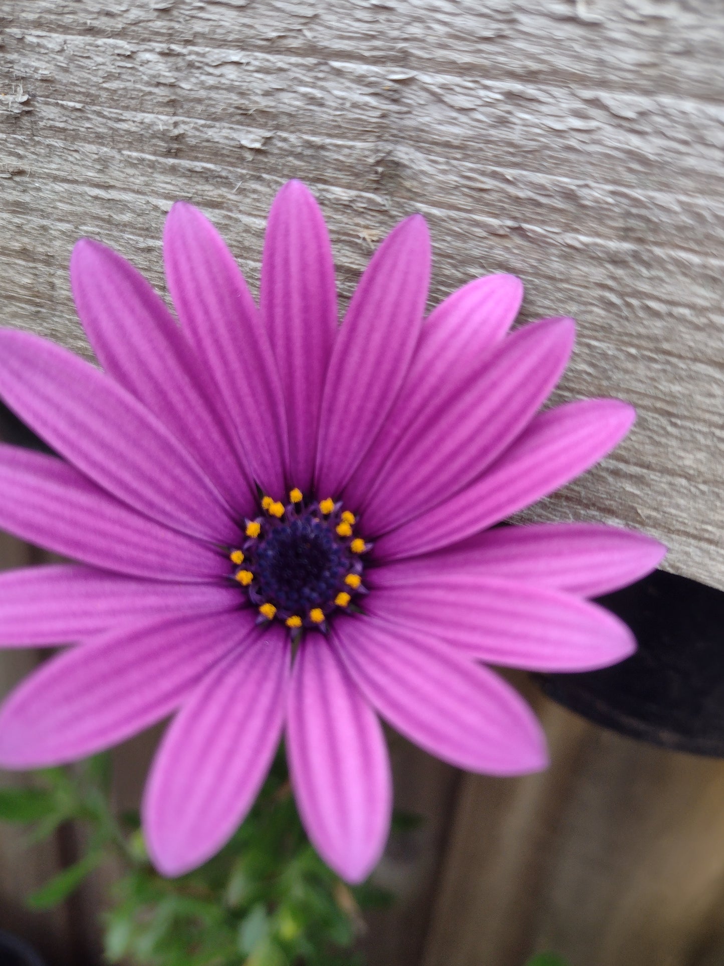 Osteospermum African Daisy  Purple flower