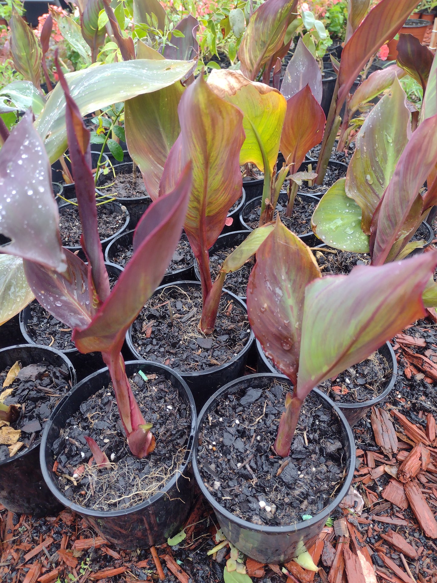 Canna Wyoming (Canna Indica) orange flowers