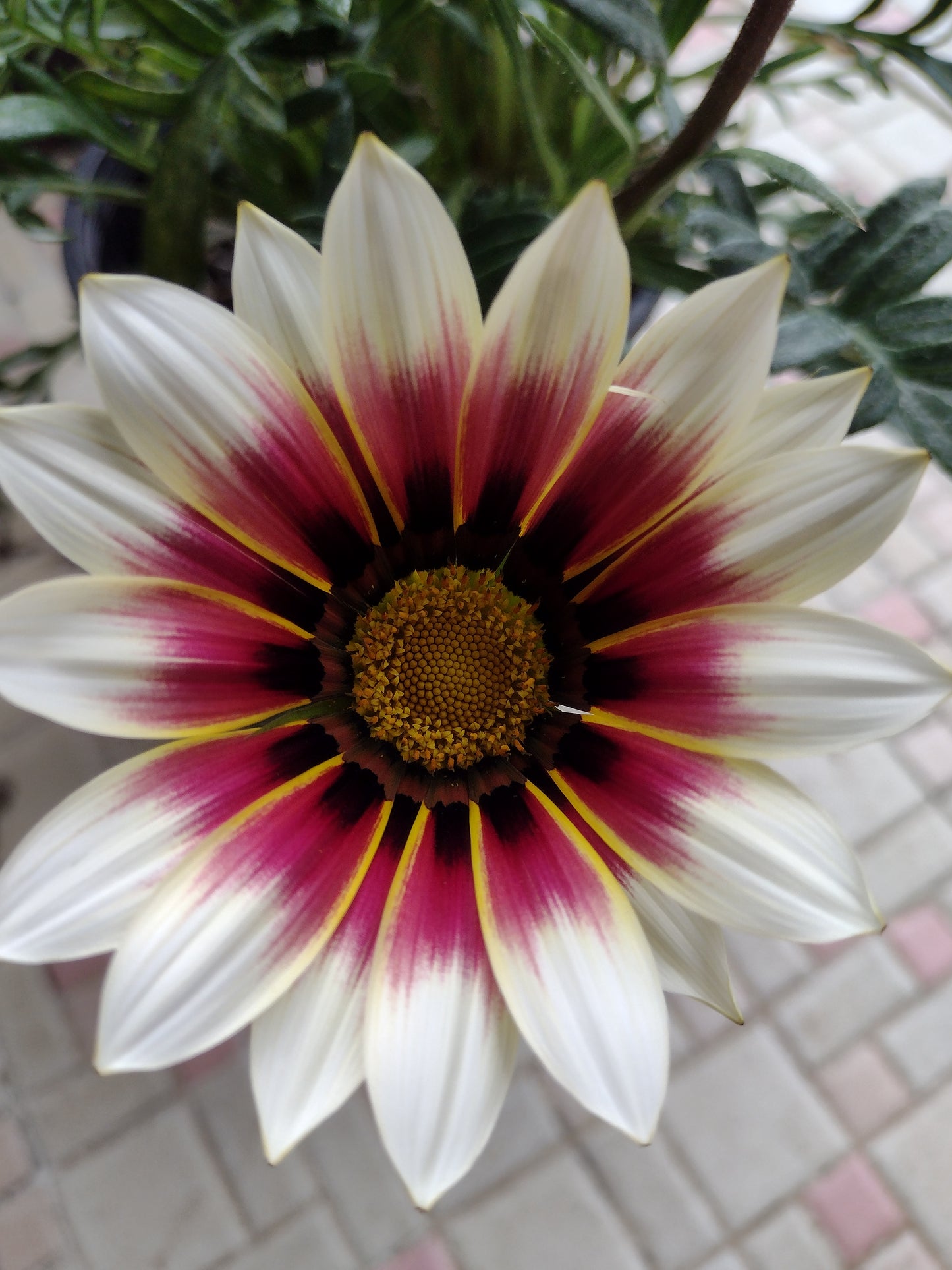 Gazania Hybrid White and Pink Big flower