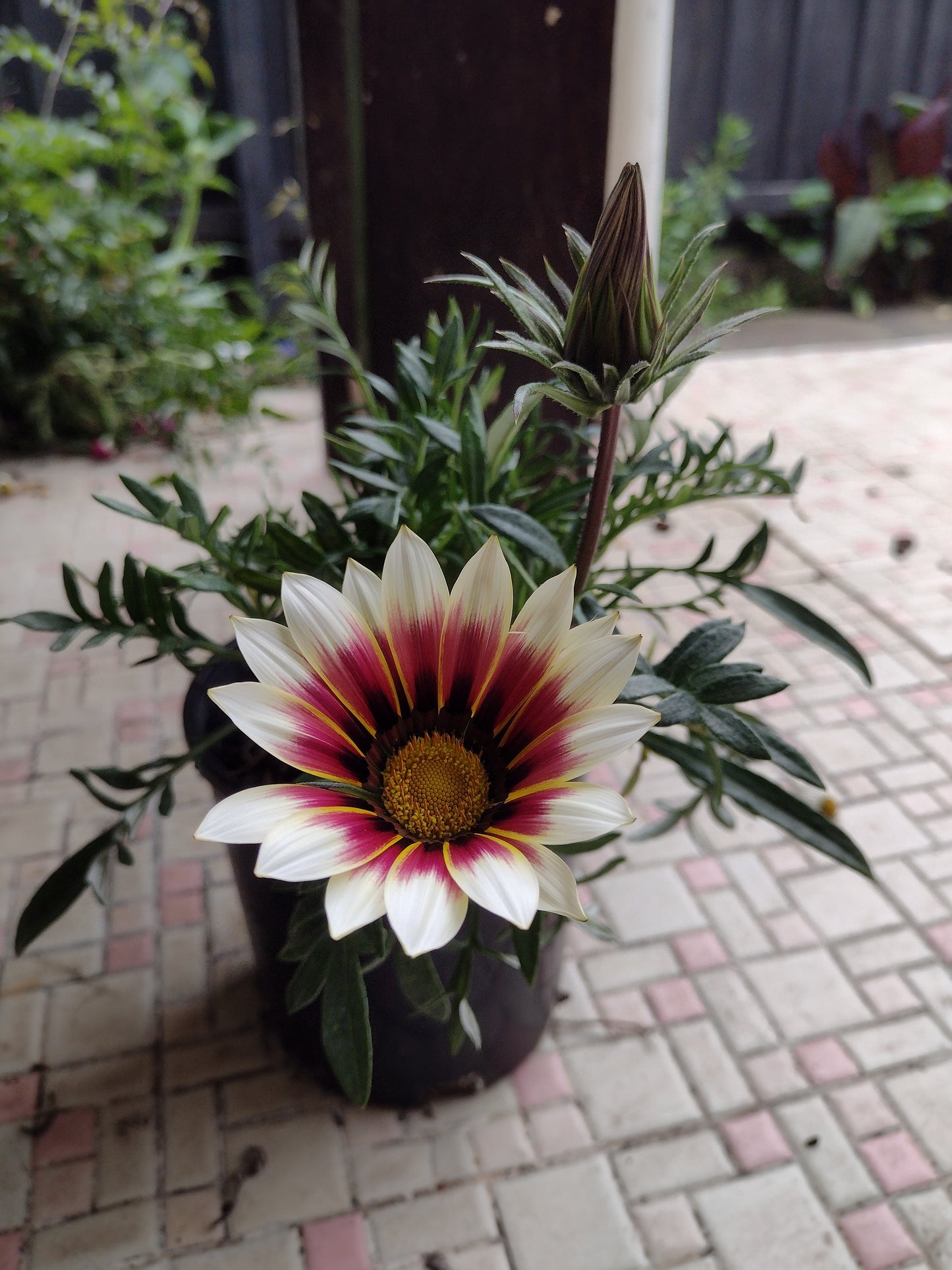 Gazania Hybrid White and Pink Big flower