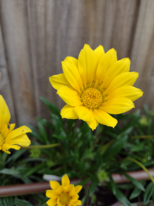 Gazania full yellow flower