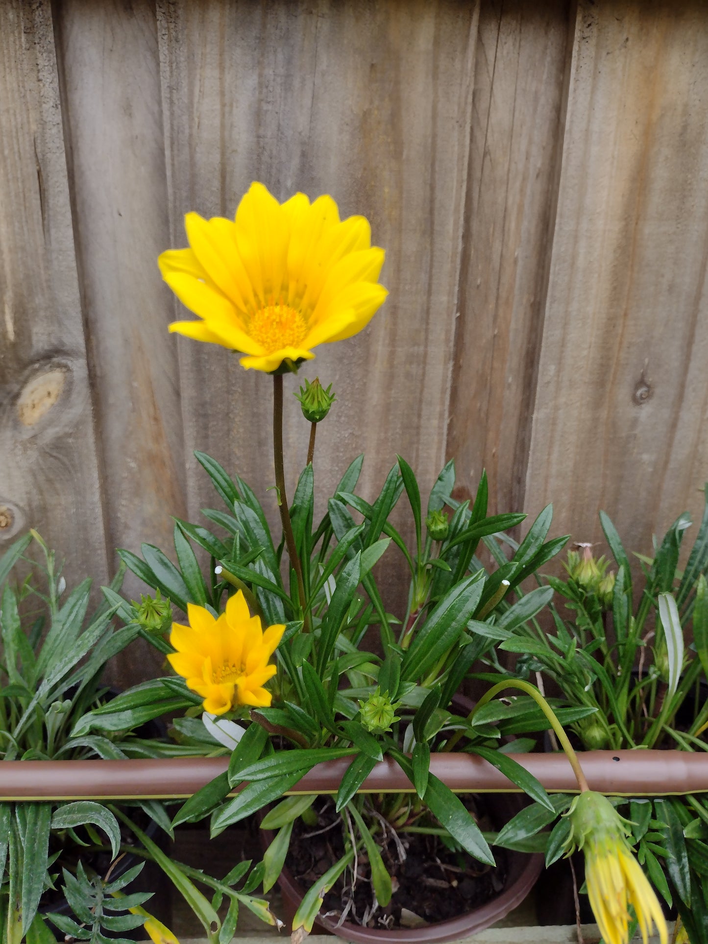 Gazania full yellow flower