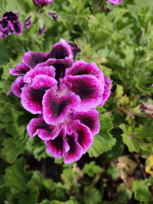 Geranium RPP2412