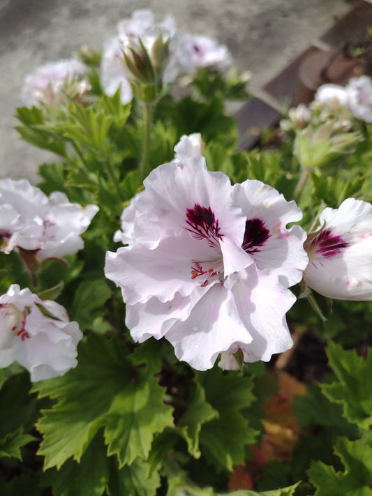 Geranium RPW65218