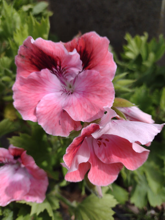 Geranium RPS7231