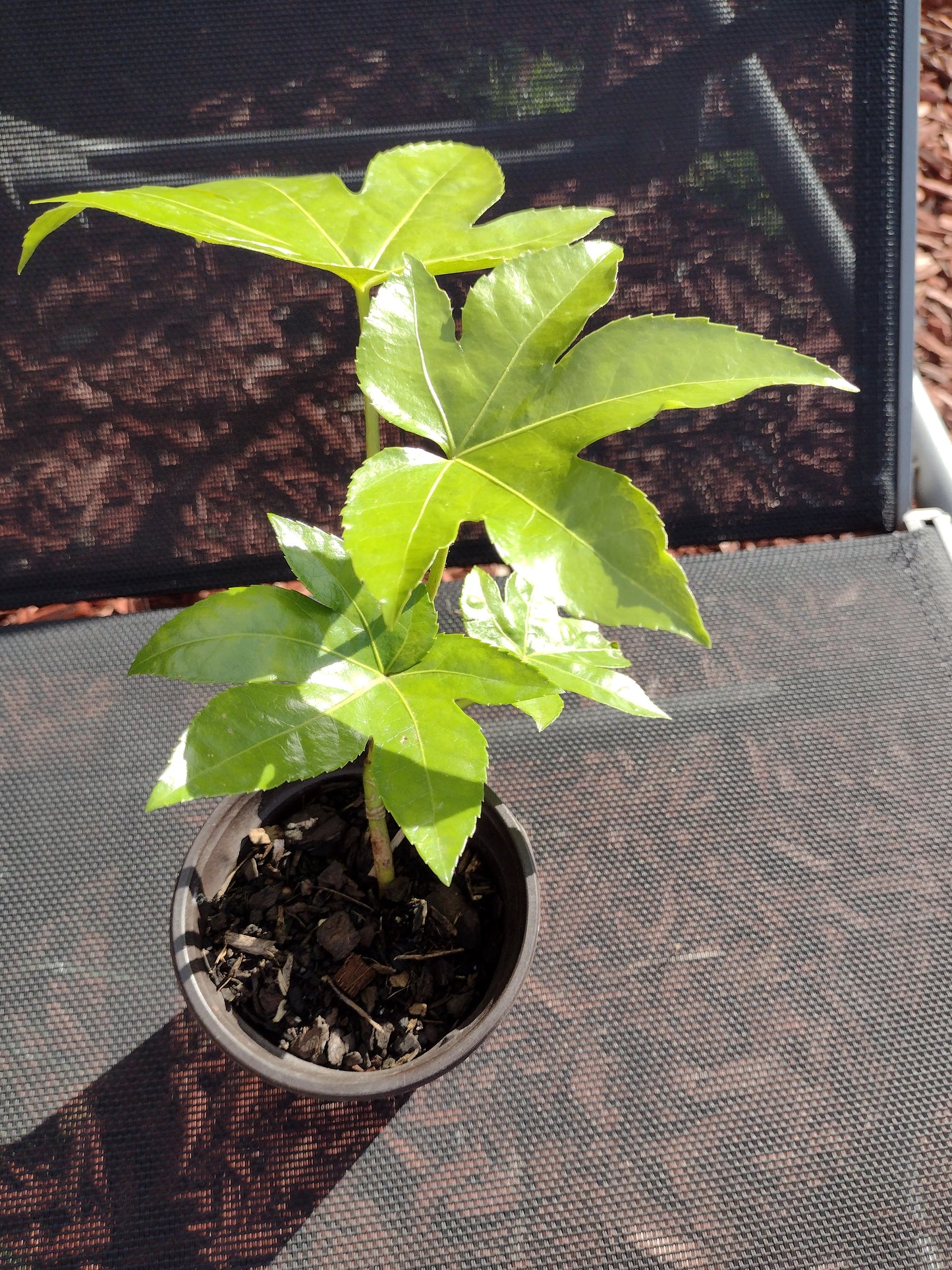 Japanese Aralia / Fatsia Japonica