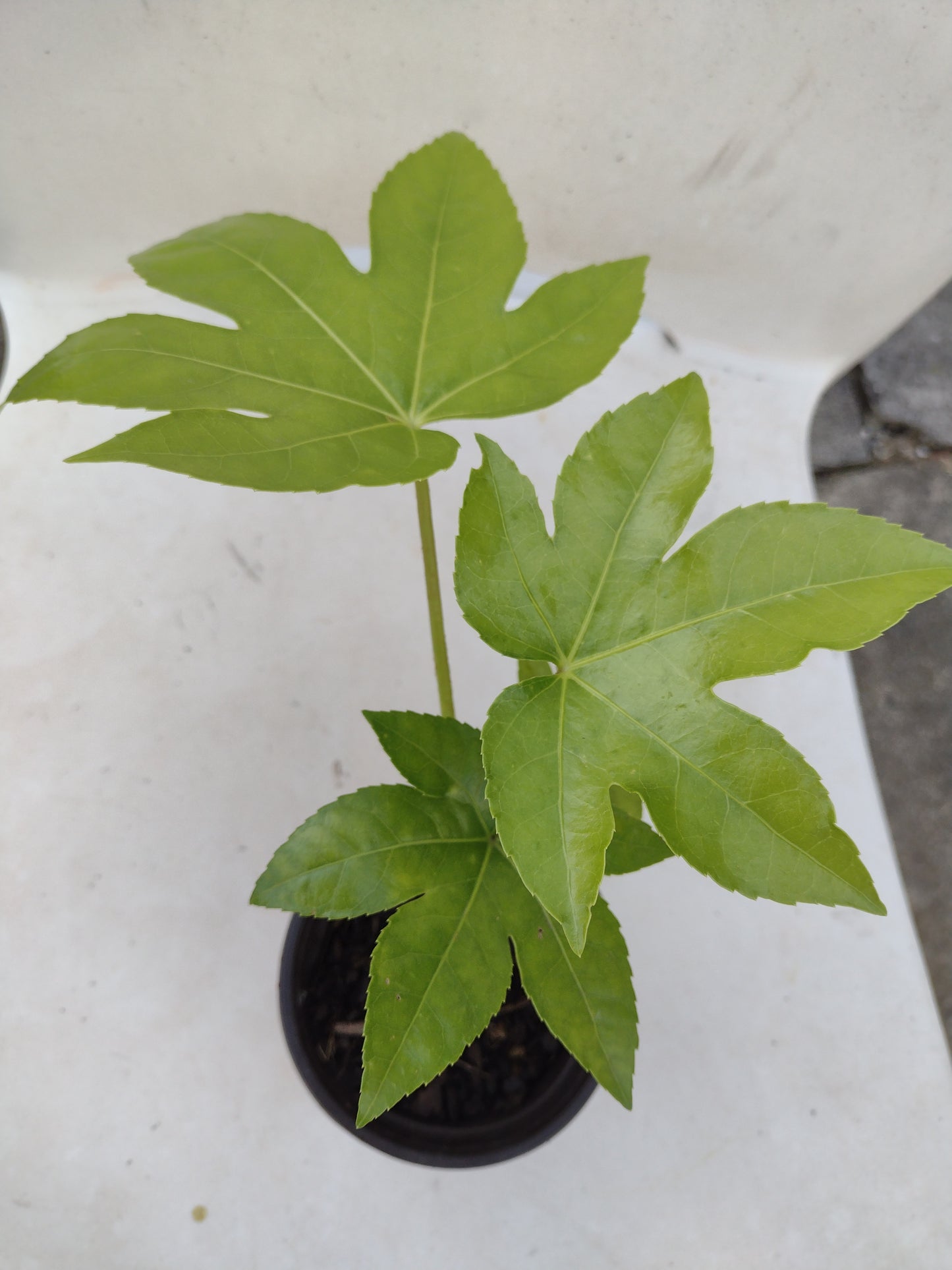 Japanese Aralia / Fatsia Japonica