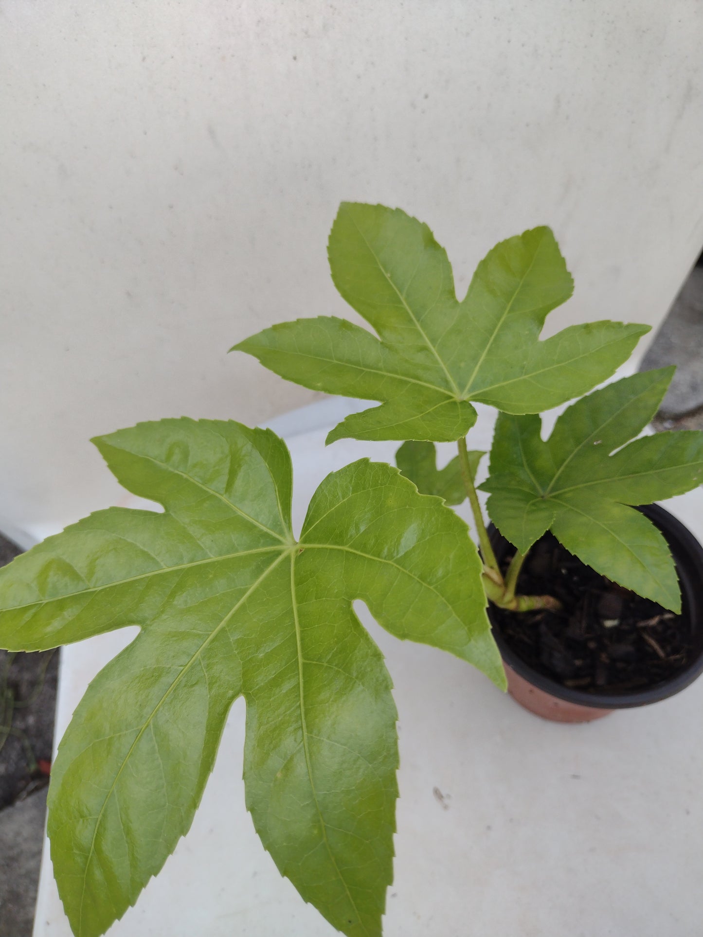 Japanese Aralia / Fatsia Japonica