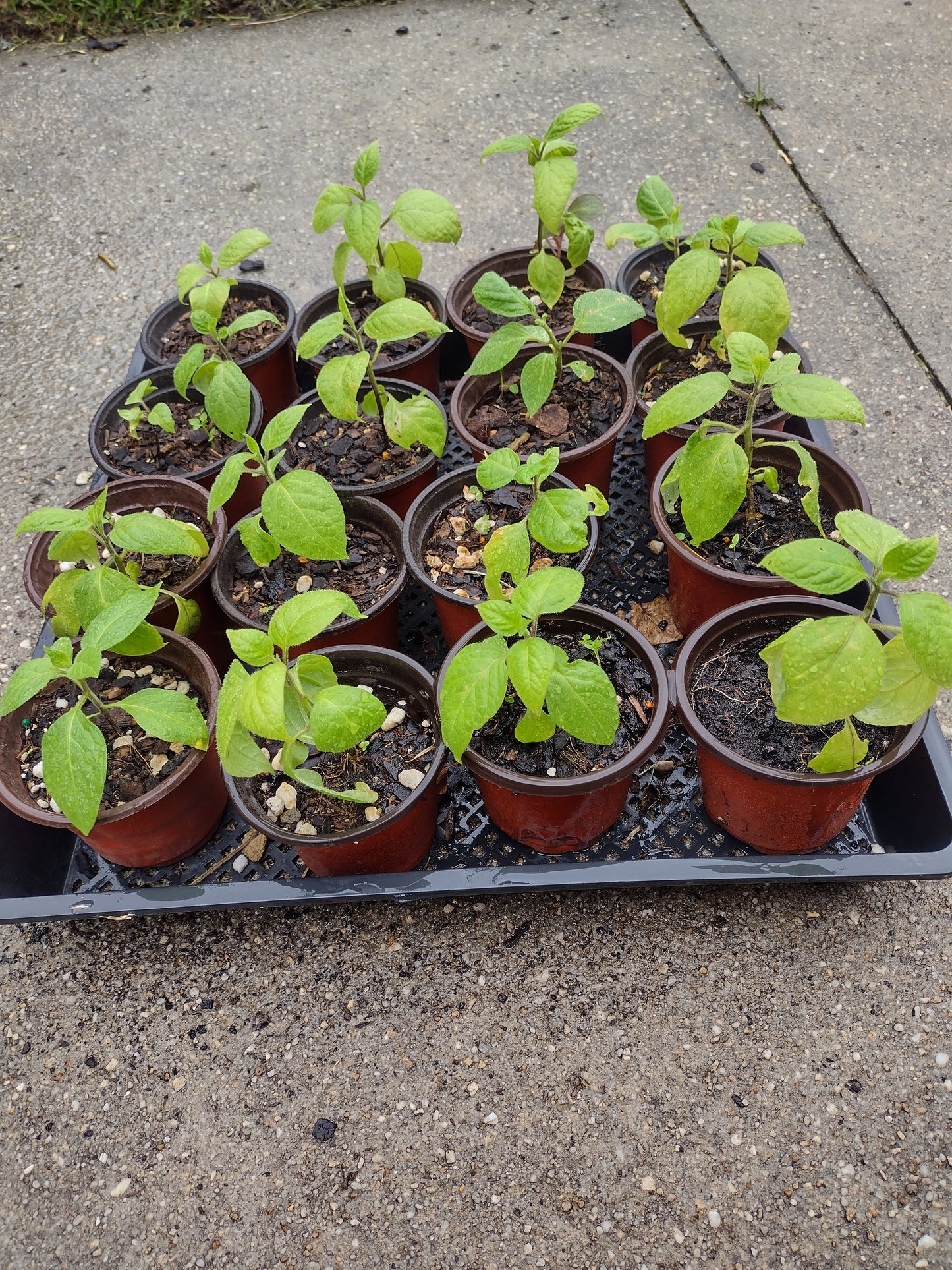 Rocoto chilli / Hotlip chilli - very hot chilli peppers