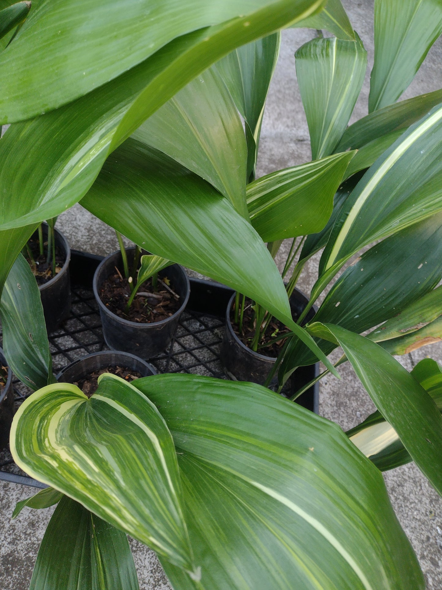 Aspidistra elatior - Variegated Cast Iron Plant