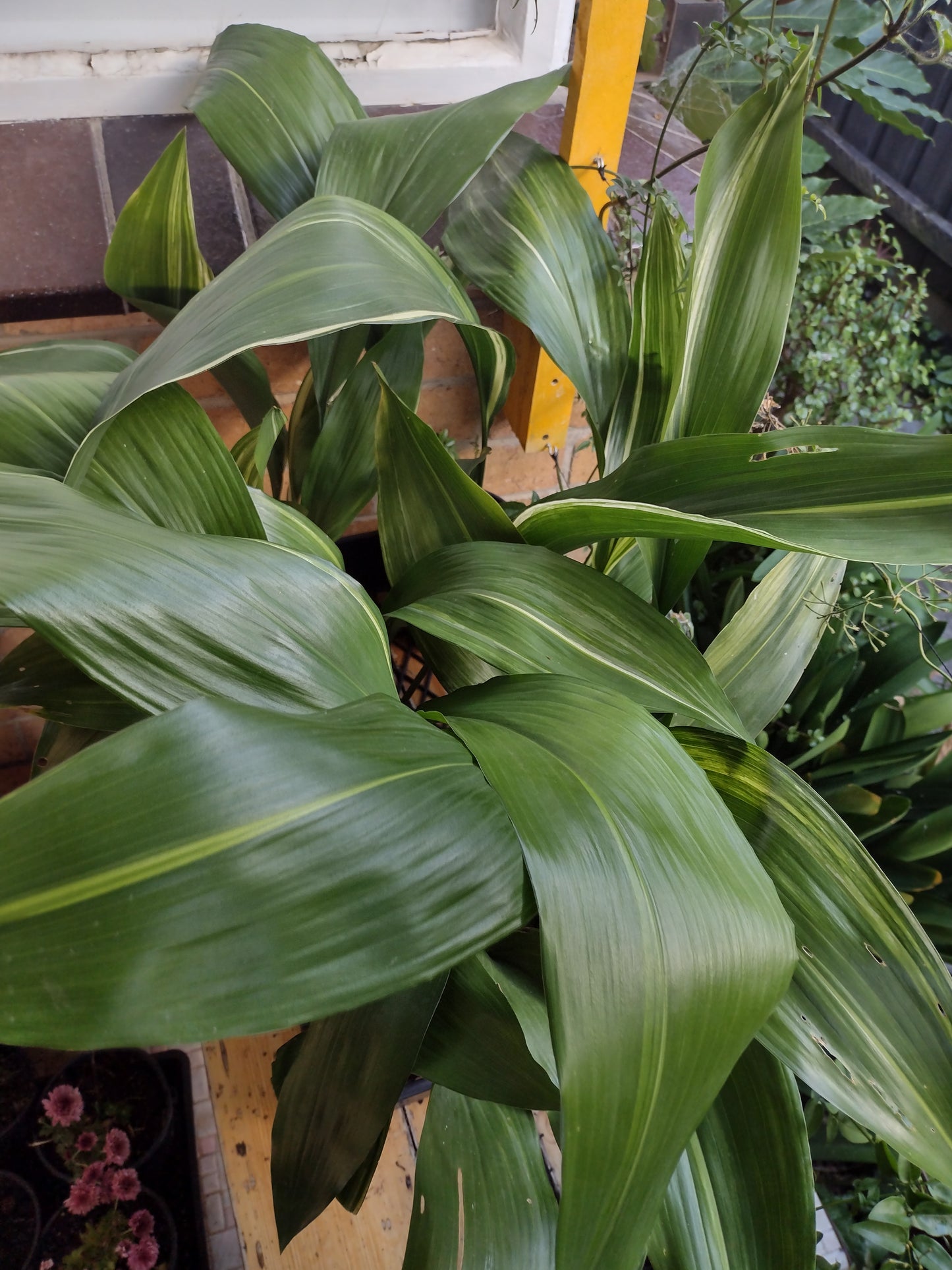 Aspidistra elatior Aspela Cast Iron Plant, Bar Room Plant (Variegated)
