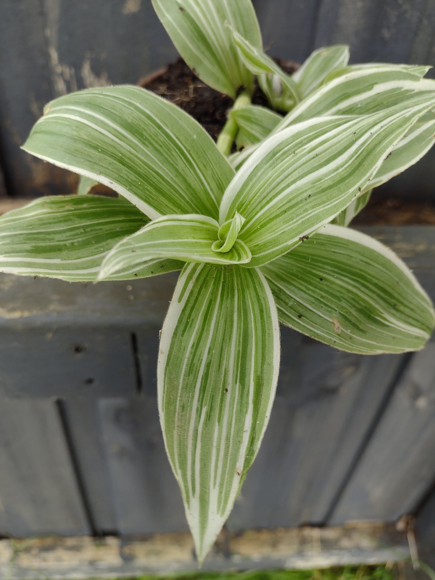 Tradescantia fluminensis 'Quicksilver'