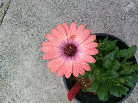 Osteospermum African Daisy Coral flower plant