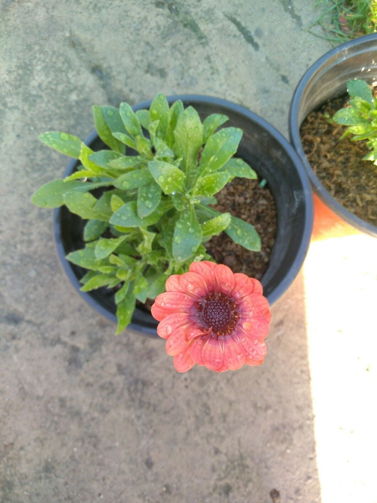 Osteospermum African Daisy Coral flower plant