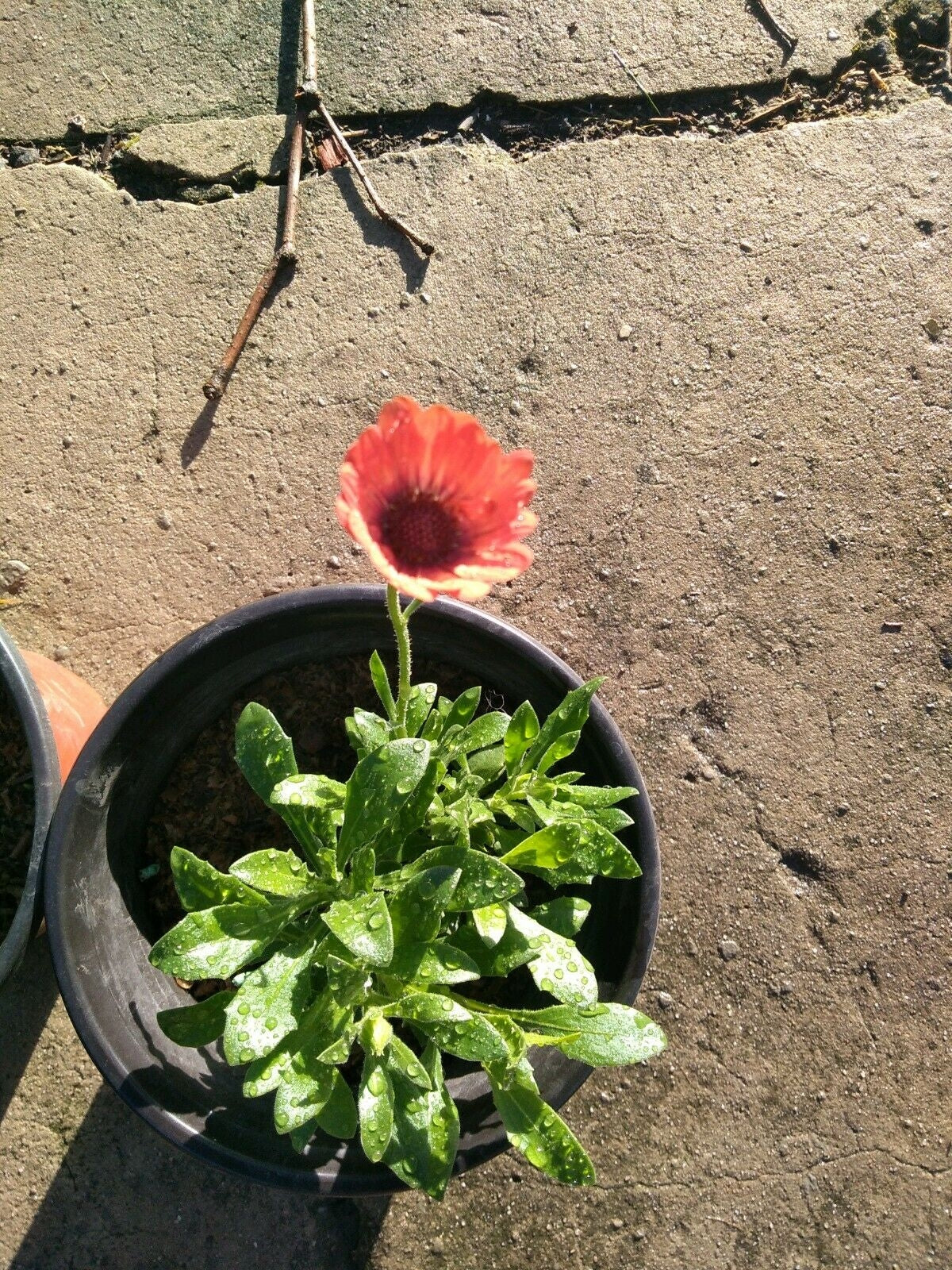 Osteospermum African Daisy Coral flower plant