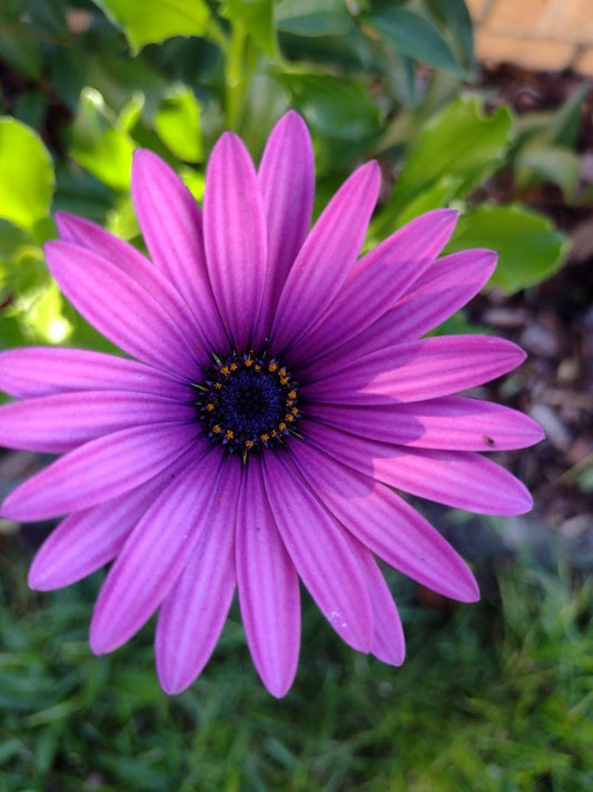 Osteospermum African Daisy  Purple flower