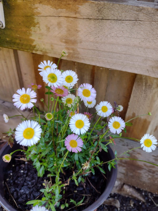 Daisy Spray Erigeron - small white/pink daisy flower